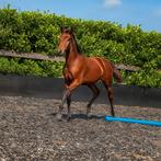Zeer mooi merrieveulen uit topstam, Dieren en Toebehoren, Paarden