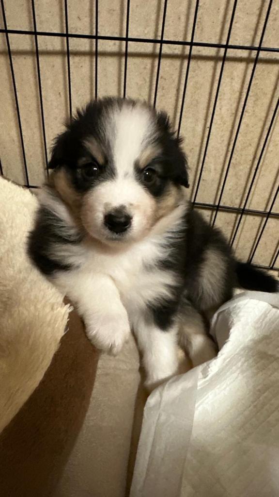 Australische Herdershonden Black Tricolor, Dieren en Toebehoren, Honden | Herdershonden en Veedrijvers, Teef, Herder, Particulier