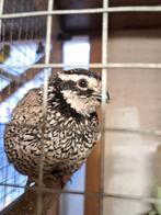 Virginische boomkwartel, Dieren en Toebehoren, Mannelijk, Geringd