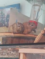 2 gerbils: vanwege verhuizing, Dieren en Toebehoren, December, Vrouwelijk, Overige typen, Tam