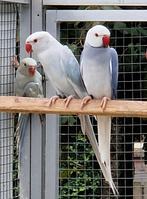 Halsbandparkieten overjarig, Dieren en Toebehoren, Vogels | Parkieten en Papegaaien, Meerdere dieren, Parkiet