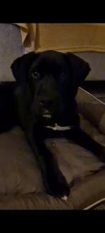 Honden, Rabiës (hondsdolheid), 8 tot 15 weken, Eén hond, Nederland