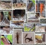 Compleet Superfish aquarium met vissen en toebehoren, Ophalen, Gevuld zoetwateraquarium