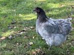 Orpington hennen, Dieren en Toebehoren, Pluimvee, Vrouwelijk, Kip