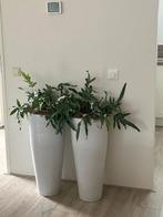 2 witte hoge vazen, Ophalen, Wit, Aardewerk of Porselein, Zo goed als nieuw