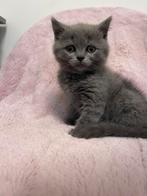 Britse korthaar kittens, Dieren en Toebehoren, Katten en Kittens | Raskatten | Korthaar, Meerdere dieren, Ontwormd, 0 tot 2 jaar