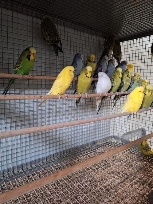 Koppels Engelse grasparkieten., Dieren en Toebehoren, Vogels | Parkieten en Papegaaien
