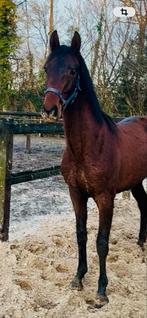 Weiland gezocht omgeving ootmarsum 2 grazers, Weidegang, 2 of 3 paarden of pony's