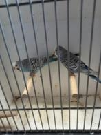 2 x dunfallow Split blackface grasparkieten, Dieren en Toebehoren, Meerdere dieren, Parkiet