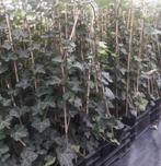 klimop Hedera hibirnica gestokt hoogte 90cm/1m, Tuin en Terras, Planten | Tuinplanten, Ophalen