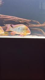 Geophagus 25-32cm 8 stuks,arowana,potamotrygon,channa,, Vis