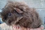 Tk lunkarya baby,s, Dieren en Toebehoren, Knaagdieren, Cavia, Mei, Meerdere dieren, Tam