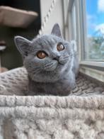 Brits korthaar kittens met stamboom, Dieren en Toebehoren, Meerdere dieren, Gechipt, 0 tot 2 jaar