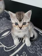 Brits korthaar kittens, Dieren en Toebehoren, Katten en Kittens | Raskatten | Korthaar, Meerdere dieren, Ontwormd, 0 tot 2 jaar