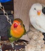 Lieve jongen koppel agapornissen/fischerie dwergpapegaaien, Meerdere dieren, Dwergpapegaai of Agapornis