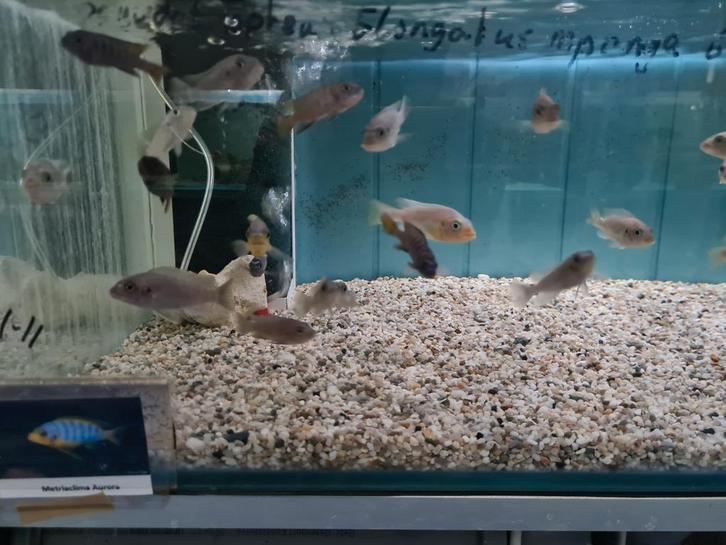 Metriaclima Aurora Malawi Cichliden, Dieren en Toebehoren, Vissen | Aquariumvissen, Zoetwatervis, Vis