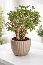 Mooie Crassula Ovata (Jadeplant) te koop!, Ophalen of Verzenden