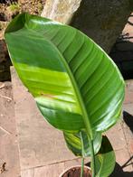 Strelitzia Nicolai Aurea Yellow variegata. bontbladerig, Ophalen, Halfschaduw, Minder dan 100 cm