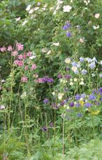 zaden Akelei, mix wit paars roze, Ophalen of Verzenden, Najaar, Zaad