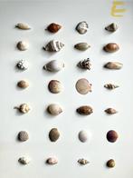 28 mooie schelpen Cypraea Murex Ovula schelp fossiel, Schelp(en), Ophalen of Verzenden