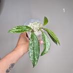 Hoya Pubicalyx Splash, Ophalen of Verzenden, Overige soorten, Minder dan 100 cm