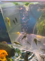 Ancistrus baby’s (algeneters), Dieren en Toebehoren, Vis