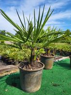 🌴 Mooie, biologische palmbomen te koop in Venlo, Tuin en Terras, Planten | Bomen, Minder dan 100 cm, Zomer, Palmboom, Ophalen