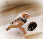 zebravinkjes, Dieren en Toebehoren, Meerdere dieren