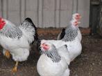 haantjes, Dieren en Toebehoren, Pluimvee, Mannelijk, Kip