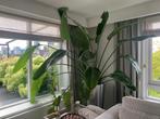 Strelitzia Nicolai, Huis en Inrichting, Kamerplanten, Ophalen, Overige soorten, 150 tot 200 cm, Volle zon