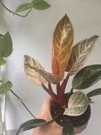 Philodendron Birkin 'Pink Bikini', Ophalen of Verzenden, Overige soorten, Minder dan 100 cm
