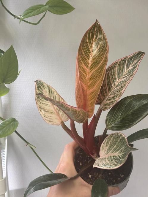 Philodendron Birkin 'Pink Bikini', Huis en Inrichting, Kamerplanten, Overige soorten, Minder dan 100 cm, Ophalen of Verzenden