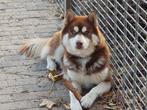 Stoere wooly husky te koop, Dieren en Toebehoren, België, Particulier, Reu, CDV (hondenziekte)