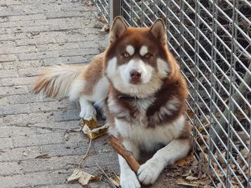 Stoere wooly husky te koop beschikbaar voor biedingen