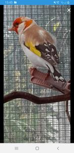 Putters Major mann, Dieren en Toebehoren, Vogels | Overige Vogels, Meerdere dieren, Wildzangvogel