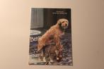 Postkaart - Hond Benji samen met een Kat, Film, TV Ster, Verzamelen, Ansichtkaarten | Themakaarten, 1960 tot 1980, Ongelopen, Sterren en Beroemdheden