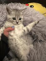 Katjes, Dieren en Toebehoren, Katten en Kittens | Raskatten | Korthaar, Meerdere dieren, Ontwormd