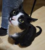 Lieve kat zoekt een nieuw warm thuis, Kater, Ontwormd, 3 tot 5 jaar