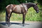 Unieke Mestizo en Hispanic Arabo ruin., Dieren en Toebehoren, Paarden, Gechipt, Z, Ruin, Dressuurpaard