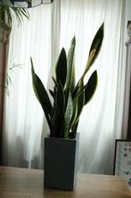 Sansevieria in stenen pot., Ophalen, Halfschaduw, In pot, Minder dan 100 cm
