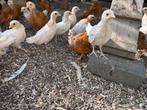 Hollandse kriel, Meerdere dieren, Kip