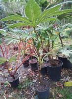 Fatsia Japonica Spider Web vingerplant 2 stuks, Tuin en Terras, Planten | Tuinplanten, Ophalen, Overige soorten, Halfschaduw