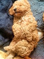 dwerg/toypoedels pups, Poedel, Rabiës (hondsdolheid), 8 tot 15 weken, Meerdere
