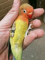 Prachtige piep jonge agapornis fisheri euwing split opaline, Dieren en Toebehoren, Vogels | Parkieten en Papegaaien, Meerdere dieren