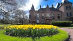 100 bloembollen Narcis en Tulp, Ophalen of Verzenden, Najaar, Halfschaduw, Bloembol