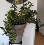 Crassula ovata (ook wel jadeplant of geldboom genoemd), Huis en Inrichting, Ophalen, Overige soorten, Minder dan 100 cm