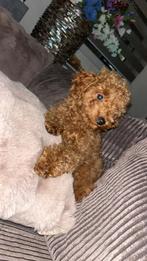 Toy poedel reutje., Dieren en Toebehoren, Honden | Chihuahua's en Gezelschapshonden, Poedel, Parvo, Particulier, Reu