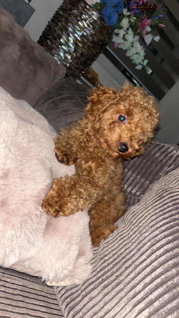 Toy poedel reutje., Dieren en Toebehoren, Honden | Chihuahua's en Gezelschapshonden, Reu, Poedel, Particulier, Eén hond, Buitenland