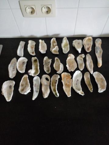 25 x Extra Oesterschelpen maat XL / XXXL gewassen/gespoeld. beschikbaar voor biedingen