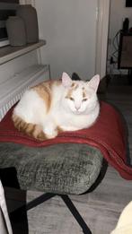 Lieve kat, Kater, Kortharig, 3 tot 5 jaar